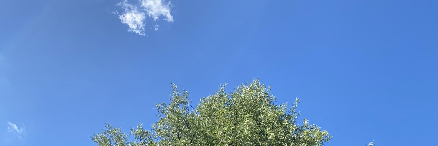 peacheartteu's profile banner image