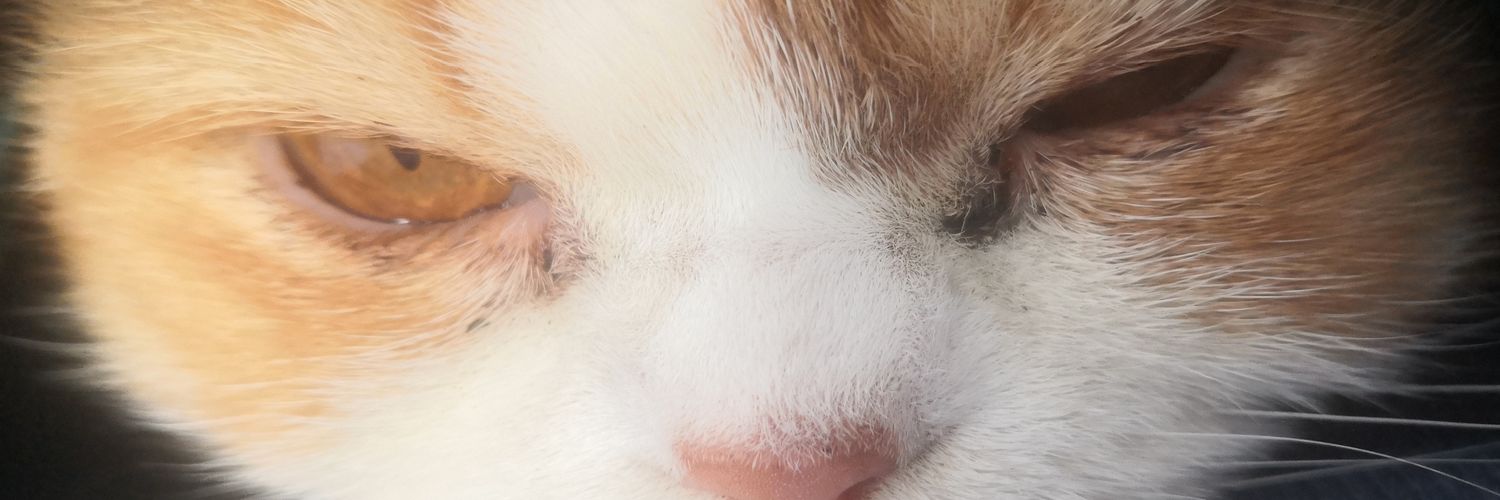Zeyhk's profile banner image