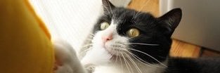 butineko8's profile banner image