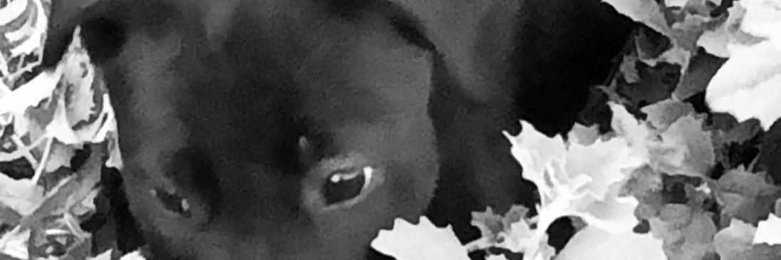 grilledcheeese's profile banner image