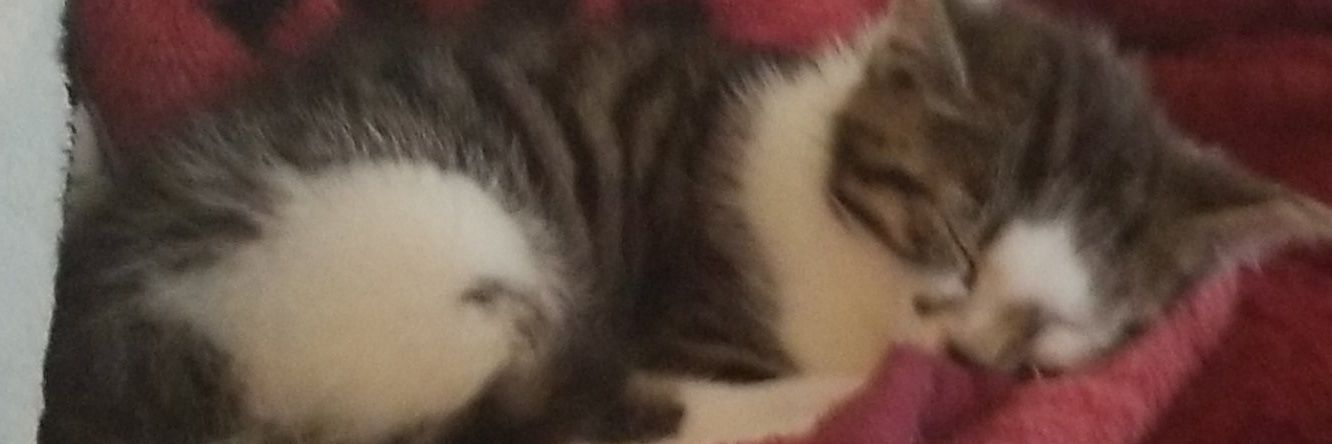 SometimesHertz's profile banner image