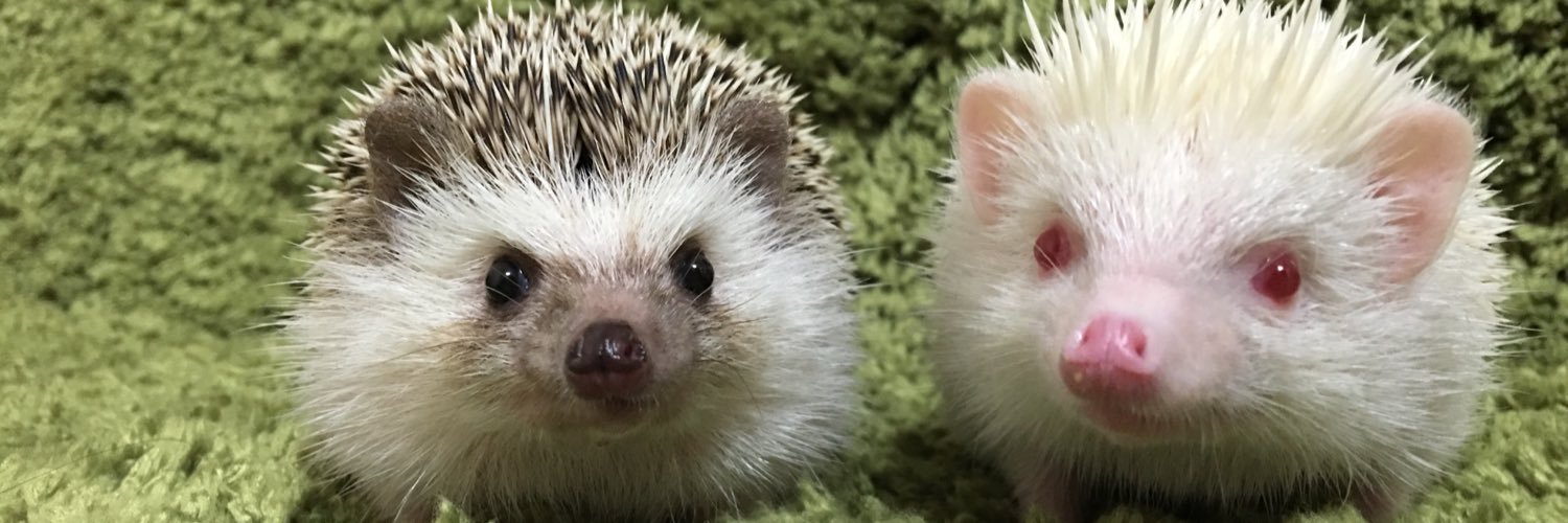 ganmohedgehog's profile banner image
