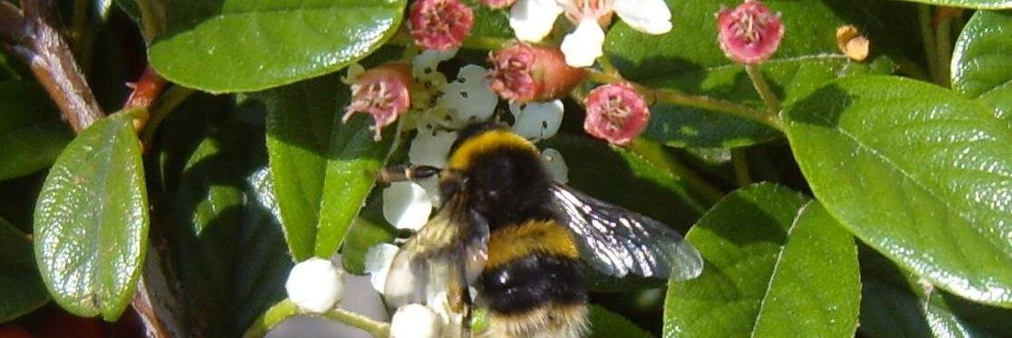 Valerie Wapentake banner