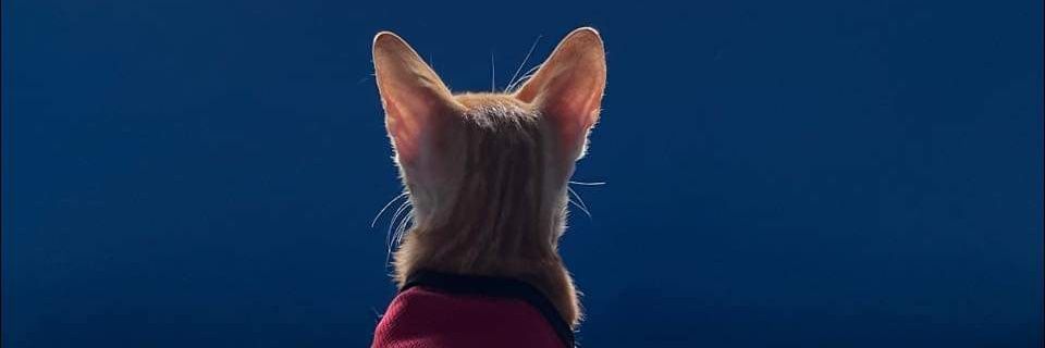 Kimkooong's profile banner image