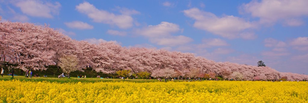 rt_miyapee's profile banner image