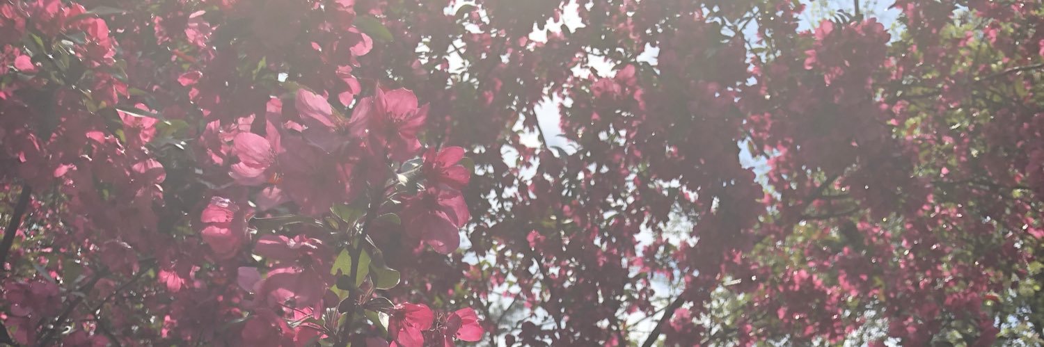 SimpleVal225's profile banner image
