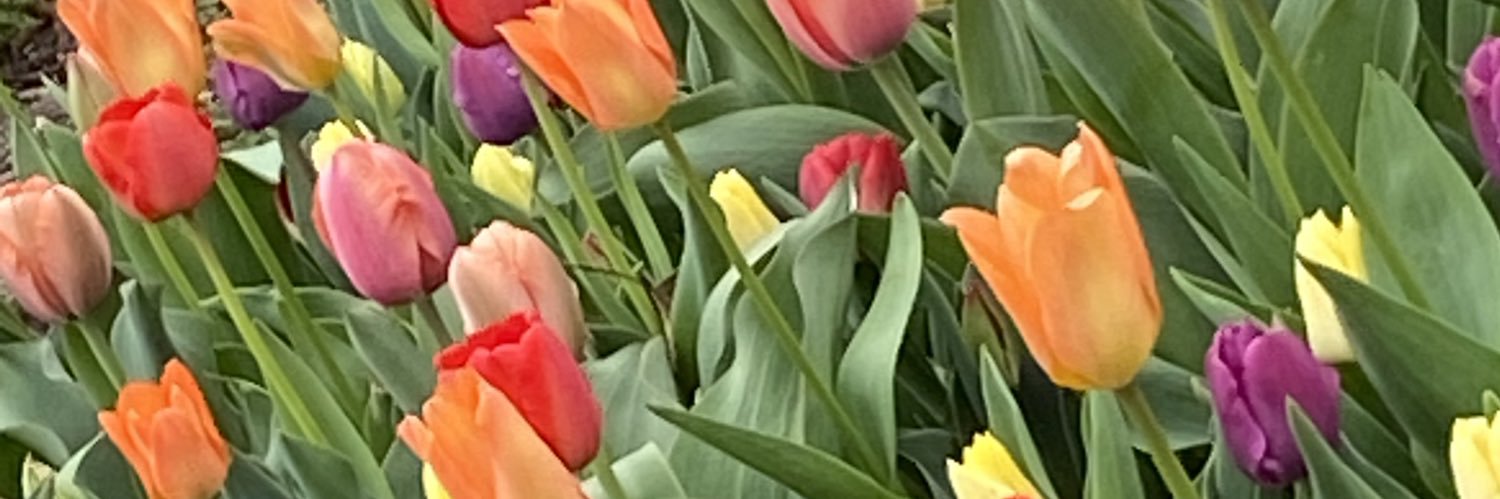 racherose's profile banner image