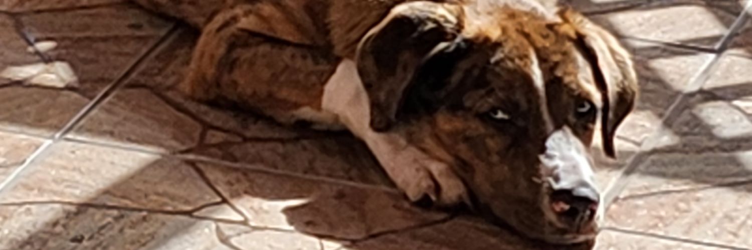 sandilee65's profile banner image