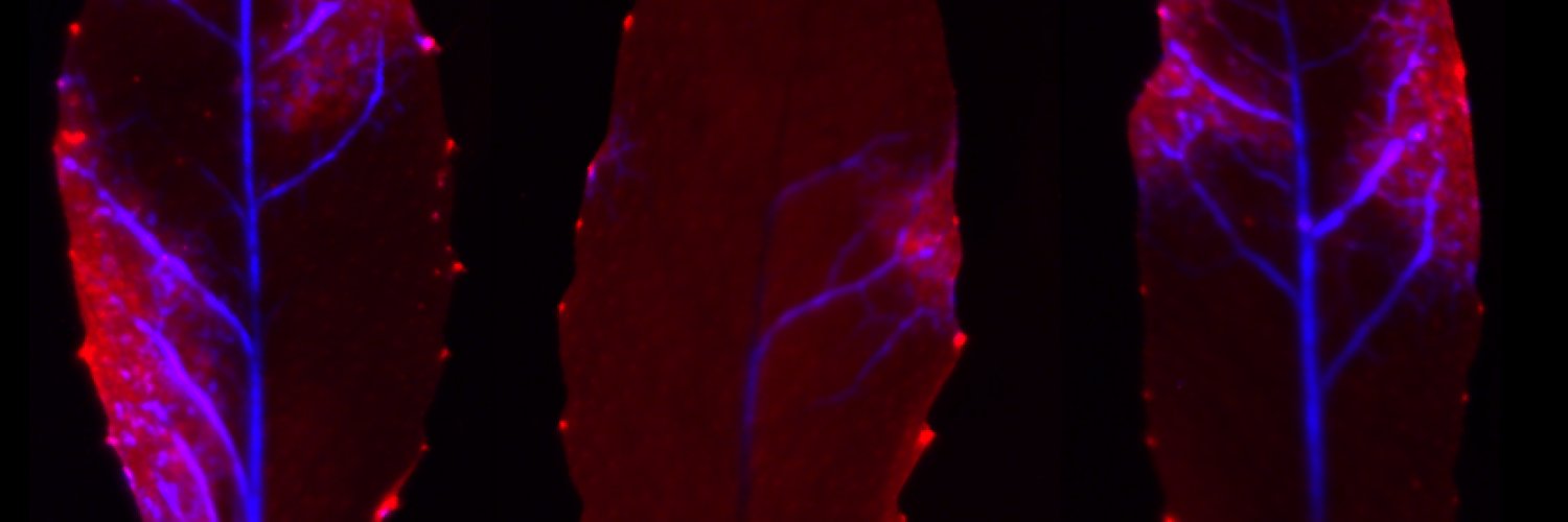 Harrold van den Burg banner