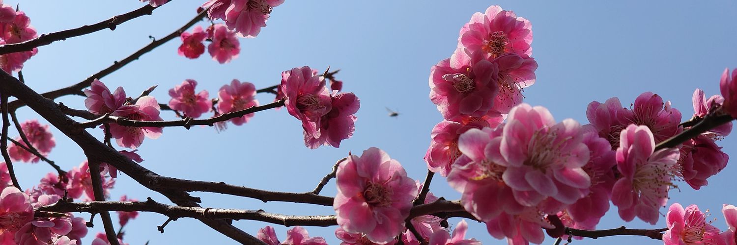 tidubari's profile banner image