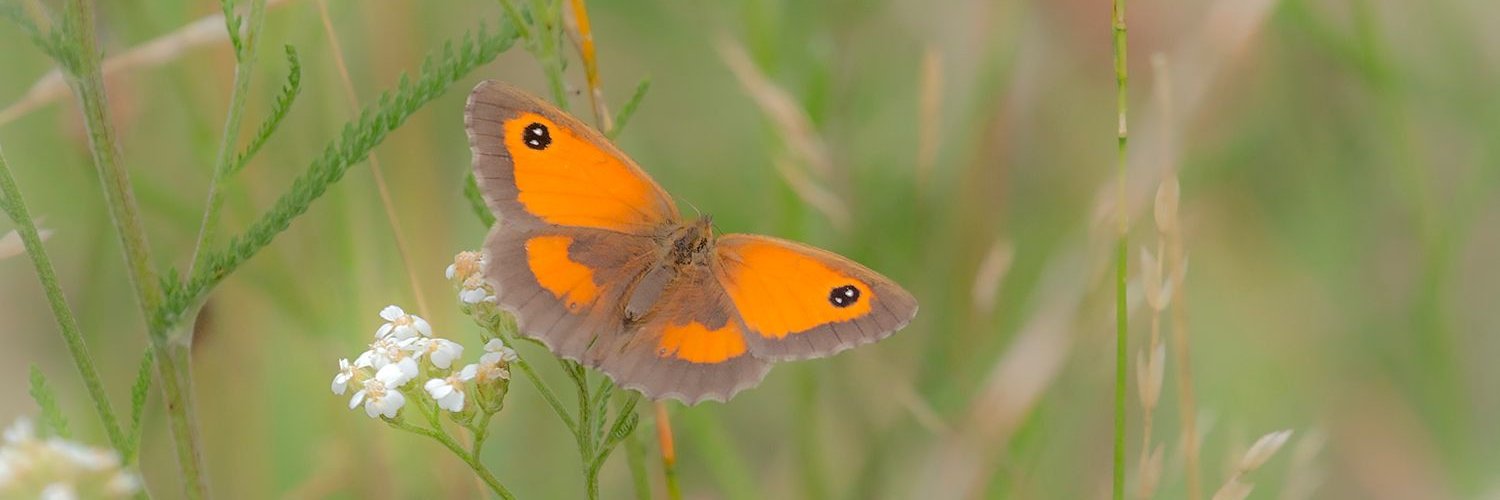 Barnes Common banner