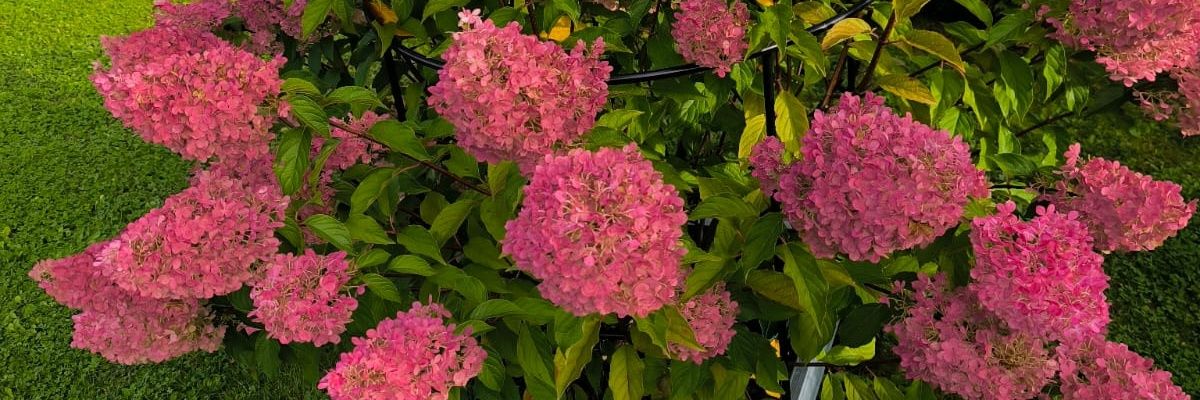 JolKa🇪🇺🇵🇱 banner