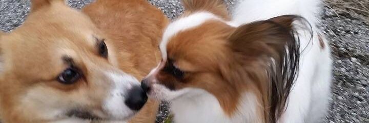 chichan819's profile banner image