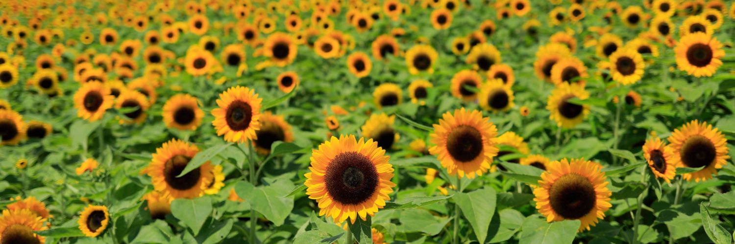 まっさたっかー banner