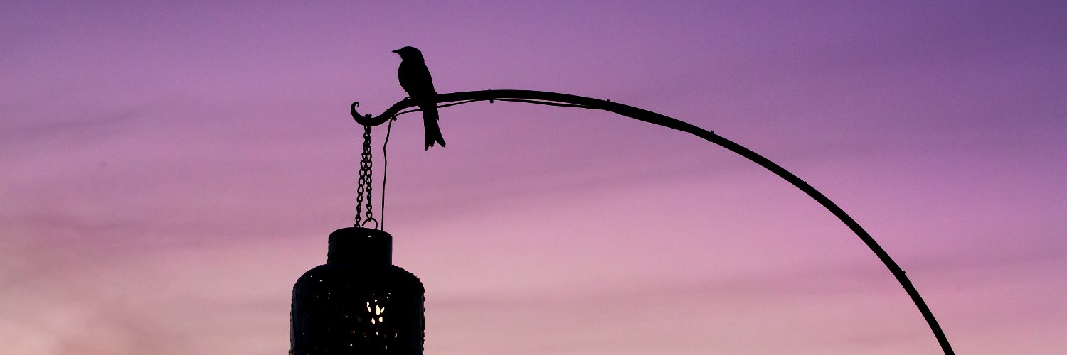 FelineFields's profile banner image