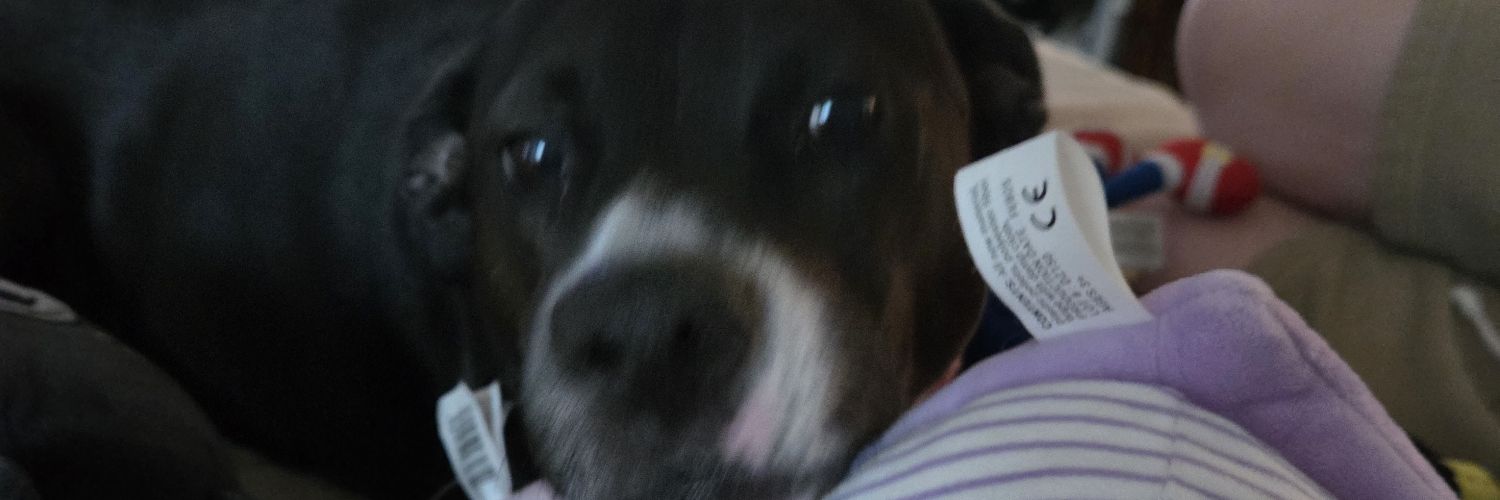 divadollnik_e's profile banner image