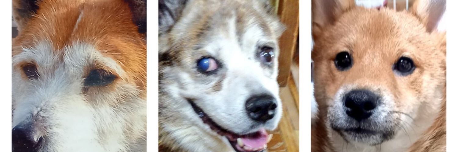 長屋の信さん🐶 banner