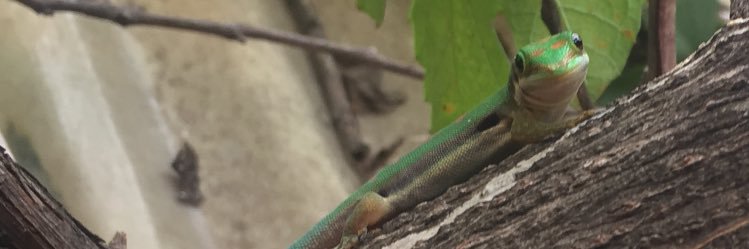 ariane hasler banner