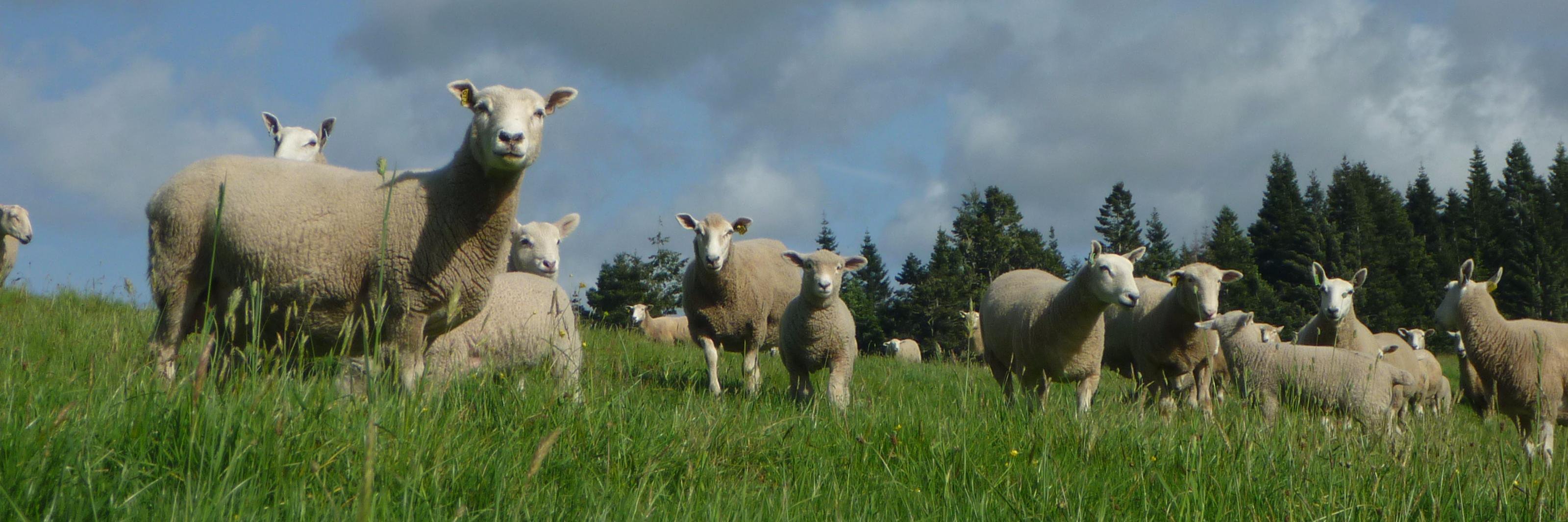 FerndaleFarms's profile banner image