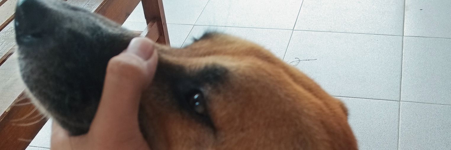 EcceVenioo's profile banner image