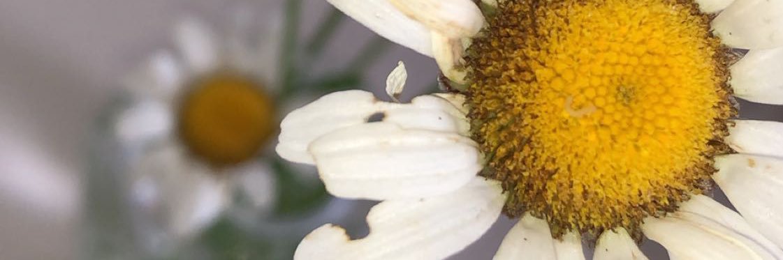 BenderLizzie's profile banner image