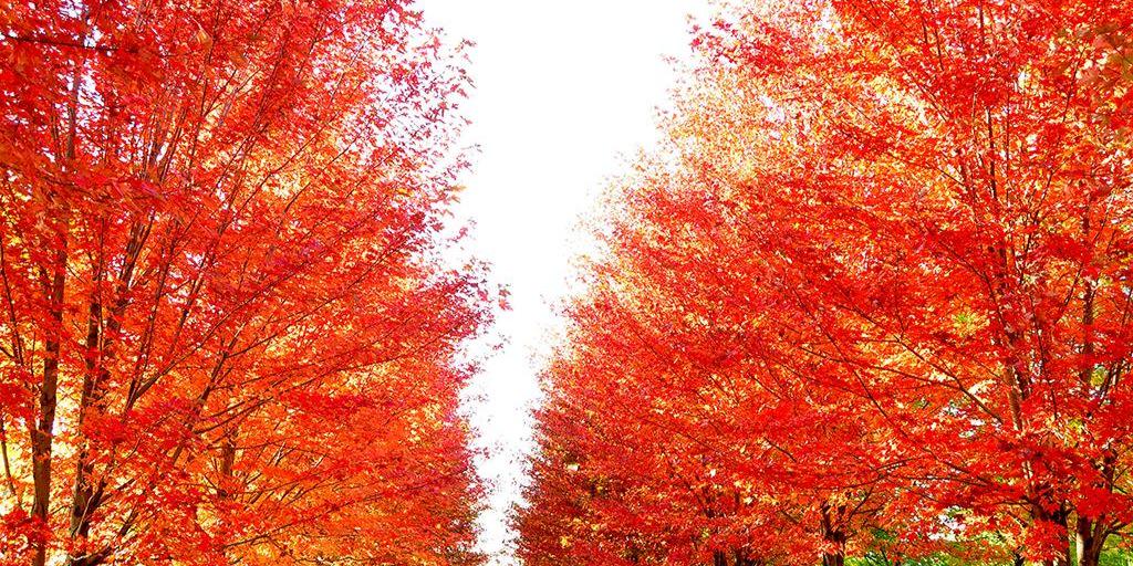 Angie Radczenko banner