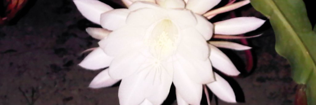 Ma. Auxiliadora M. banner