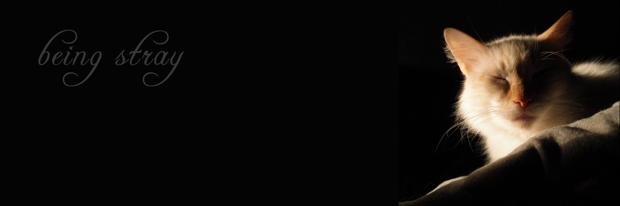 beingstray's profile banner image