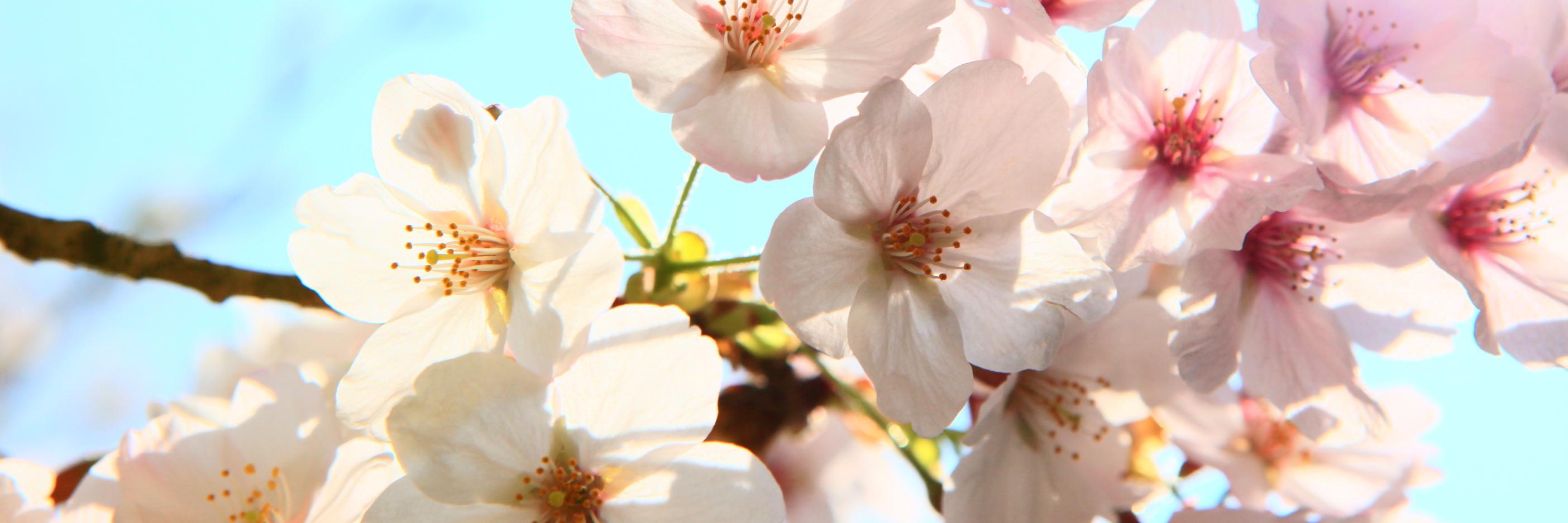 msfantastik1's profile banner image