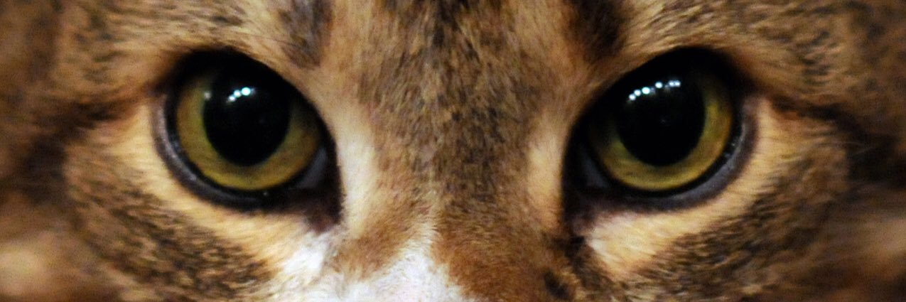 PonteufTheCat's profile banner image