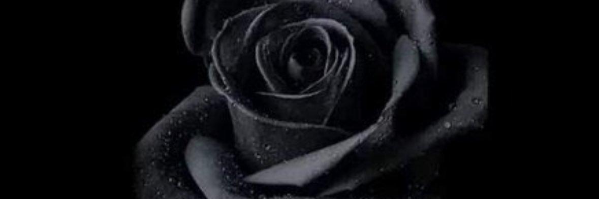 fdashti83's profile banner image