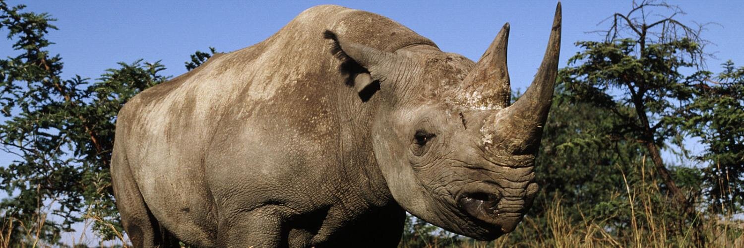 Savingourwild's profile banner image
