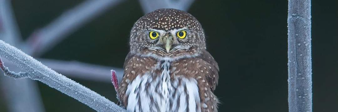 38562ramesh's profile banner image