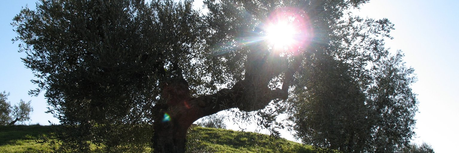 FrantoioAgostin's profile banner image