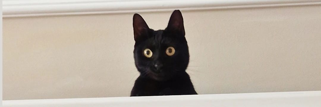 Tugcesinemcelik's profile banner image