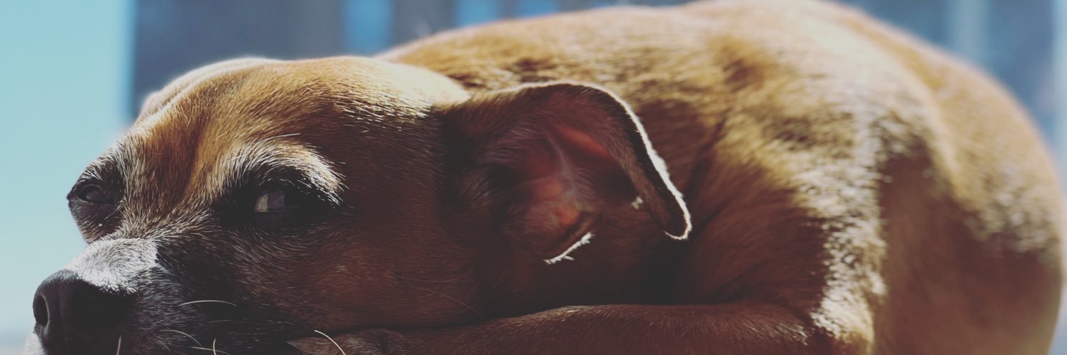 LilDirewolf's profile banner image