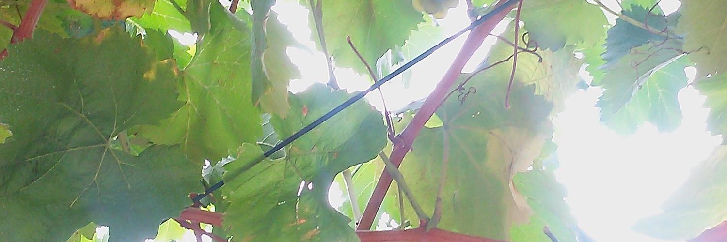 PilarRuMor's profile banner image
