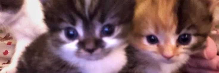 euntertain's profile banner image