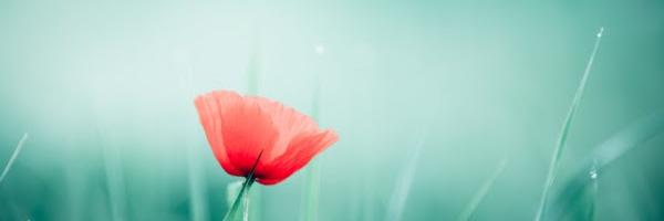 inspiredstill's profile banner image