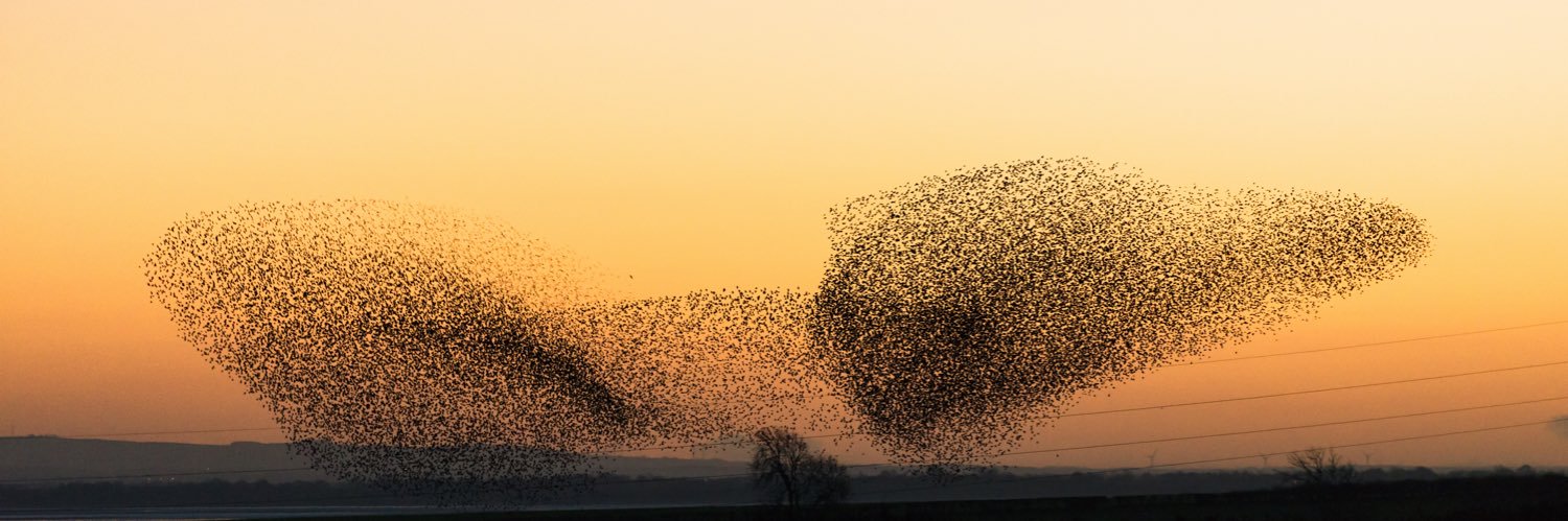 Stefan Grasmann d/acc banner