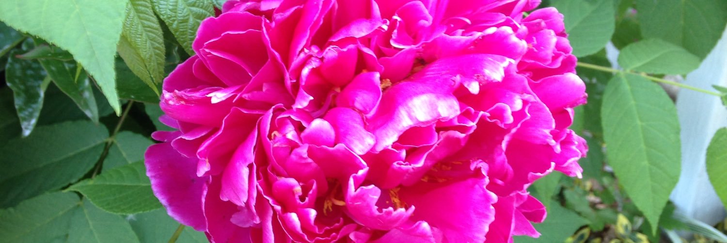 mrslehwald's profile banner image
