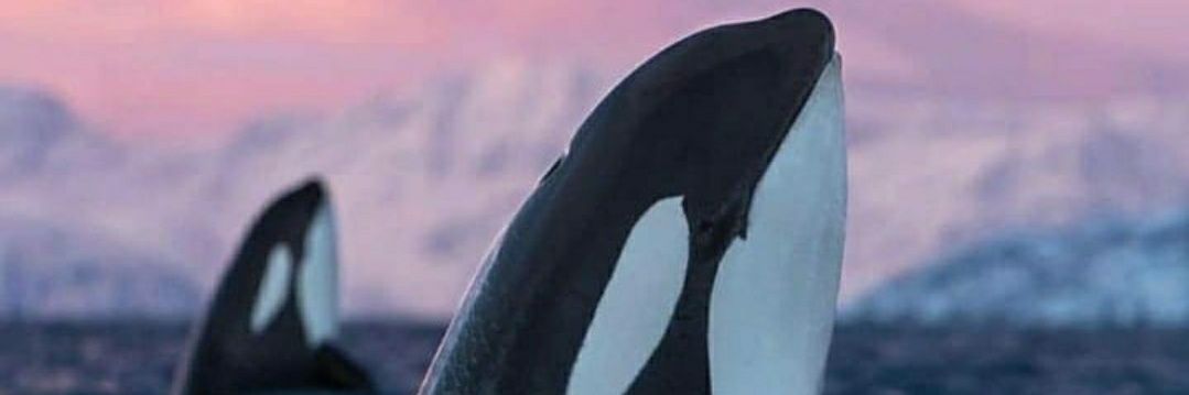 sacorcas's profile banner image