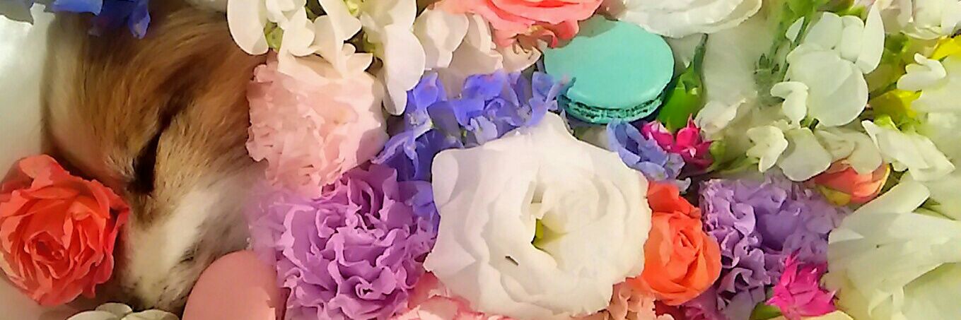 macaronlouis's profile banner image