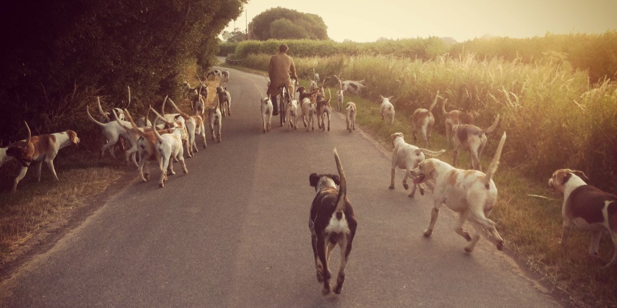 foxyhunter43's profile banner image