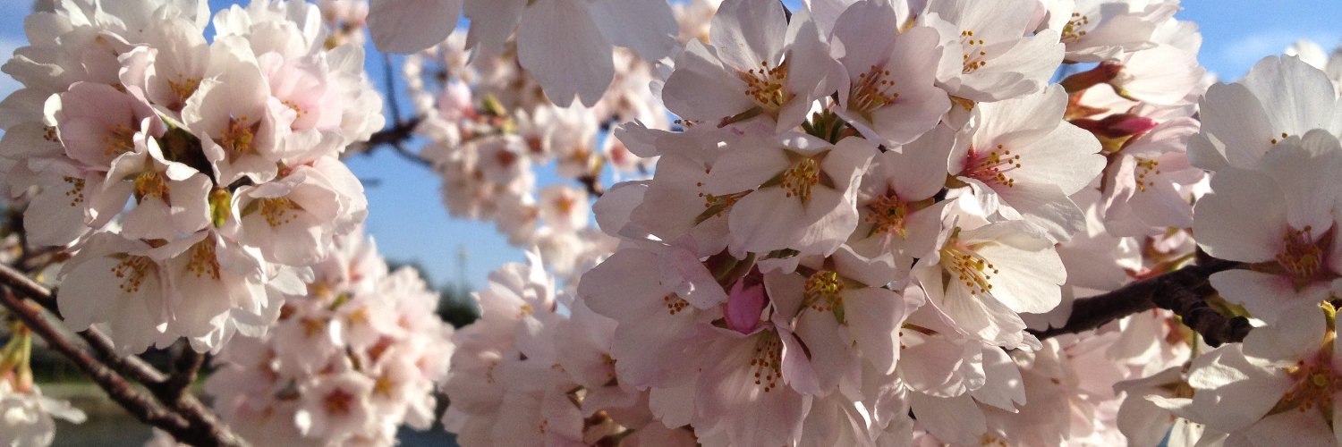 Madeline Tomchick banner