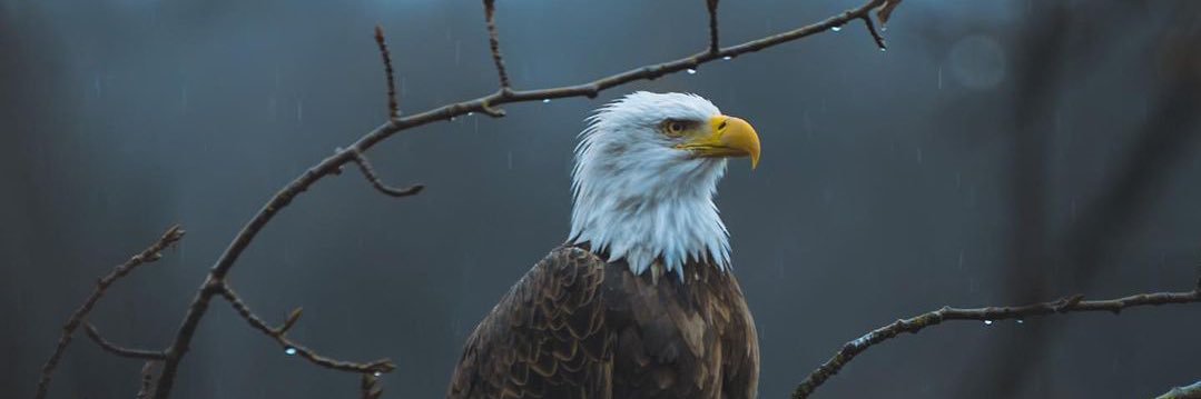 Mohammed Saleh banner