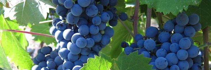 AscentWines10's profile banner image