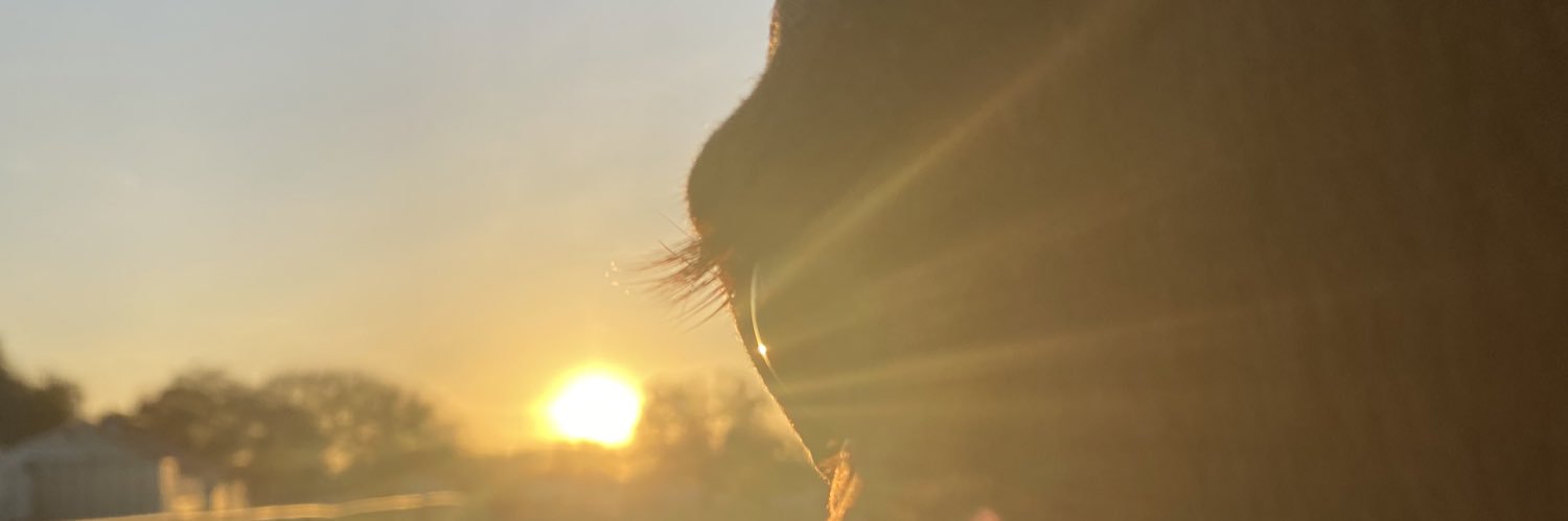 deanneshead's profile banner image