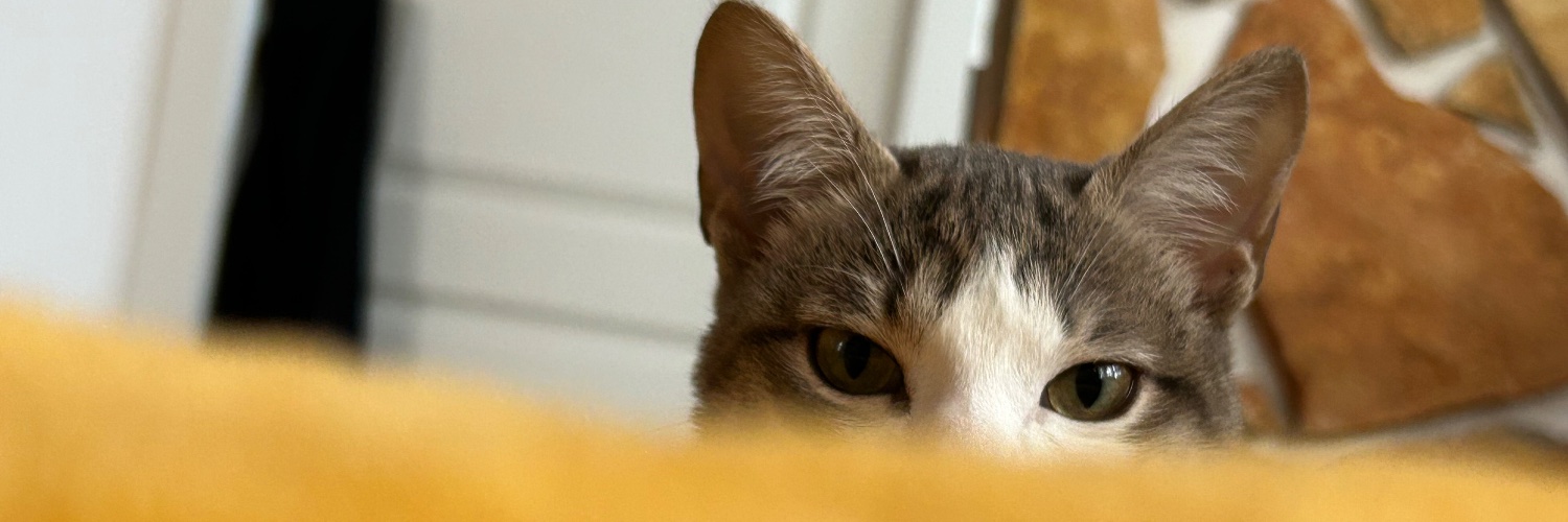 chipifi's profile banner image