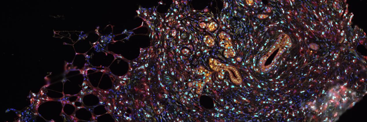 Dr. Rebecca B. Riggins 🇻🇮👩🏻‍🔬⛵️ banner